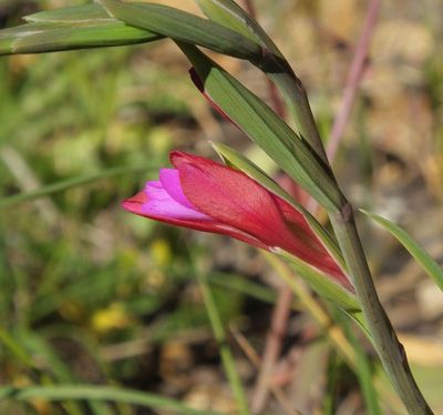  Field Gladiolus_Bravura Dam