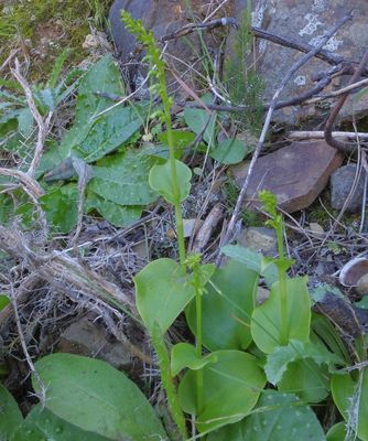 Gennaria diphylla_Portuguese twayblade_Bravura Dam Bensafrim