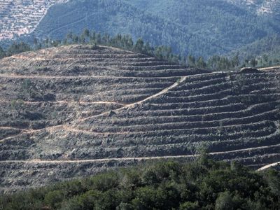 Terracing near San Marco_where cork oak plantations used to be