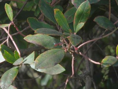  Cork Oak leaves near San Marco