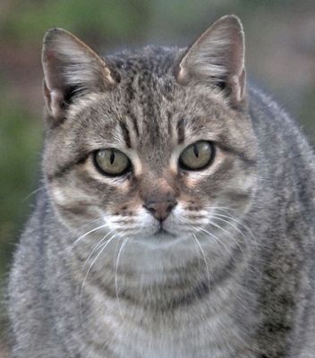  Local feral cat in garden 