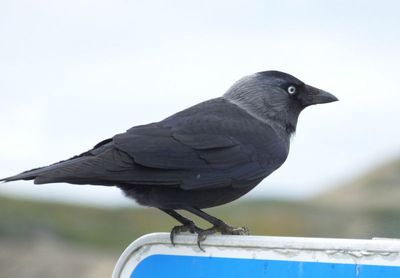 Jackdaw by Amoreira cliffs