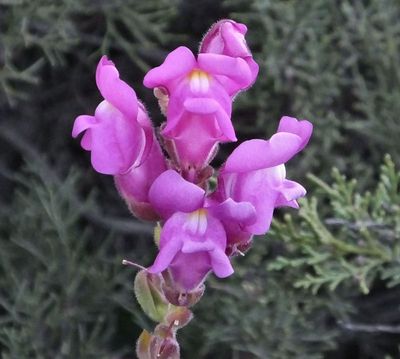  Snap dragons on estate