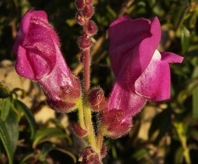 Snapdragons on estate