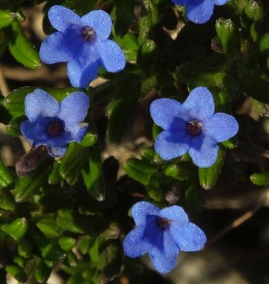 Small blue flowers in scrubland towards Amoreira beach_Scrambling Gromwell maybe