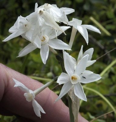 Paper-white narcissus_near Alte