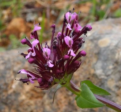 Small purple flowers near Alte_iplant suggests: Valeriana cornucopiae
