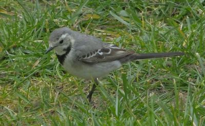 White Wagtail in garden