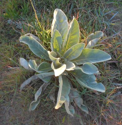 Sunlit Mullein Leaves on estate