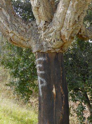 Cork Oak near San Marco