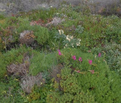  Scrubland near estate