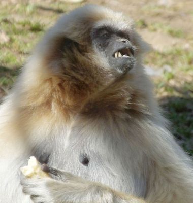 Female Lar Gibbon