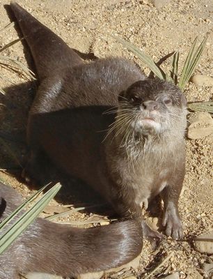  Asiatic small clawed Otter