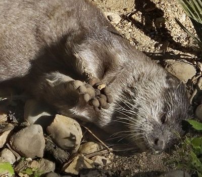 Asiatic Small Clawed Otter detail