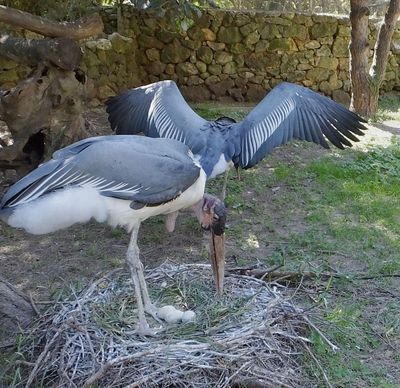 Maribou Storks on nest