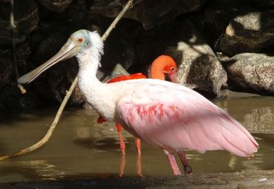 Roseate Spoonbill and scarflet ibis