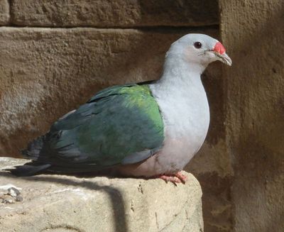 Red Knobbed Imperial Pigeon