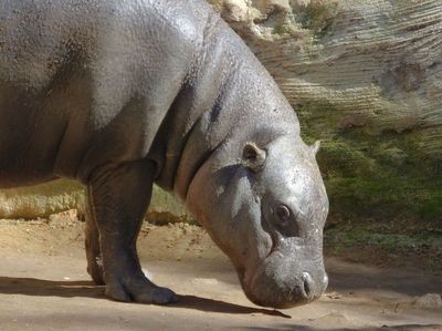  Pygmy Hippopotamus