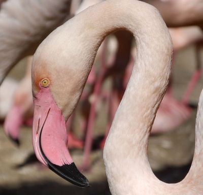  Greater Flamingo