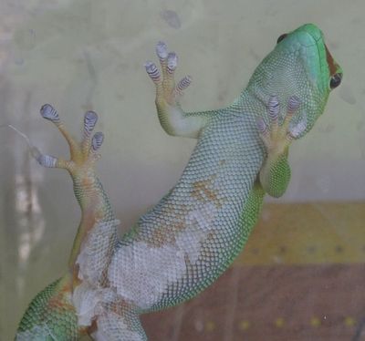  Giant Day Gecko
