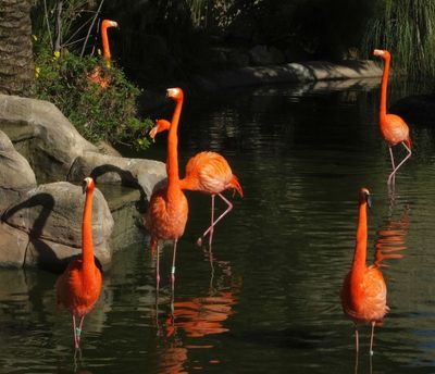 Chilean Flamingos