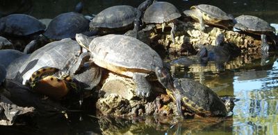 Red Earred Terrapins