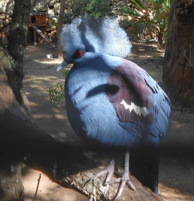 Victoria pigeon