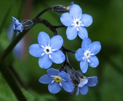 Wild Forget Me Not near castle