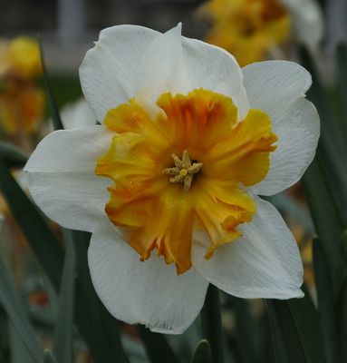 Narcissus_Tivoli Park
