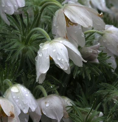 White Fritillary or maybe anemone_Tivoli Park