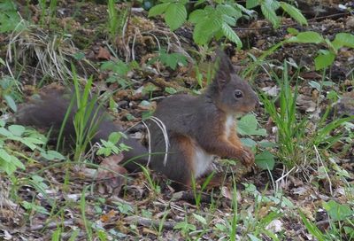 Red Squirrel_Tivoli Park