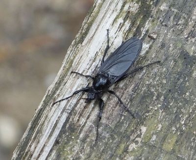 Black Insect_Penthetria heteroptera maybe_Tivoli Park