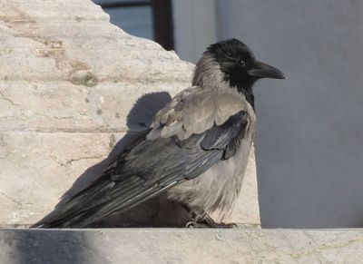 Hooded Crow_Congress Square