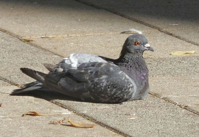 Feral pigeon resting in Freedom Square park near hotel President