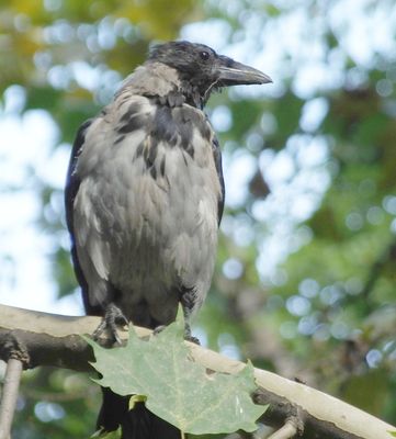 Hooded crow in Freedom Square park near hotel President