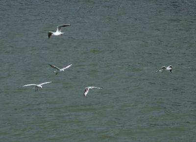 Black Headed Gulls over (very Brown) Danube