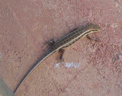Small Lizard on balcony Tent 8