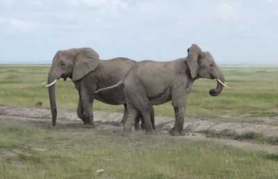 Two elephants protecting infant calf