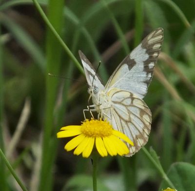  Brown veined white butterfly_maybe_on Emilia discifolia