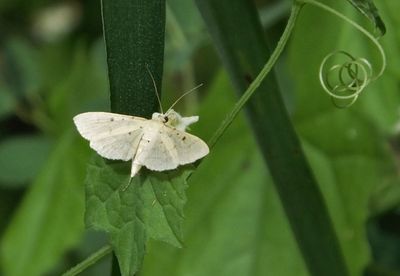 Small white moth
