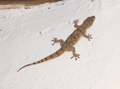 Clawed Gecko_Elerai