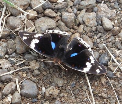 Blue Pansy butterfly maybe male