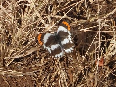 Small white Brown orange butterfly