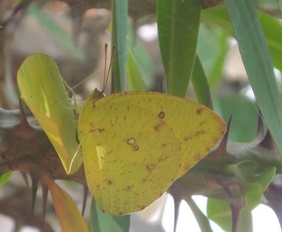 Small Yellow butterfly