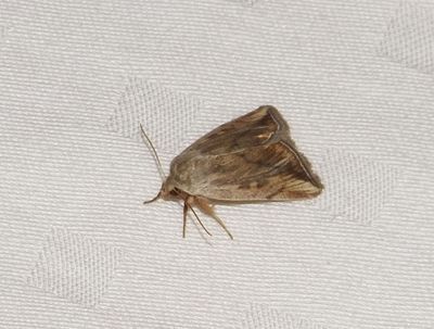 Moth on bed