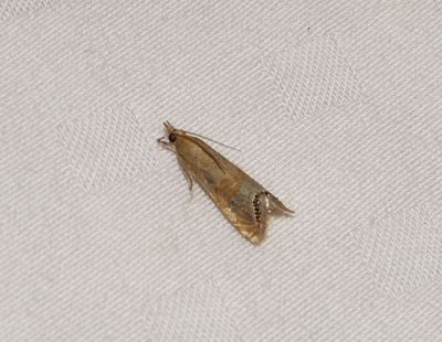  Moth on bed