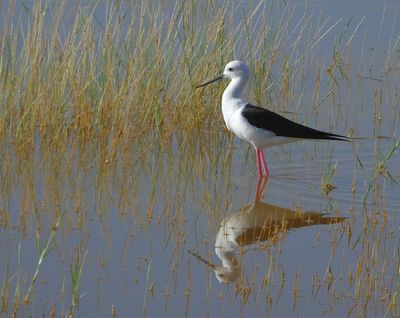 Black Winged Stilt