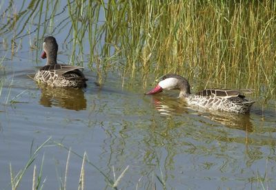 Red Billed Teal