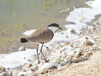 Spur Winged Plover or Lapwing