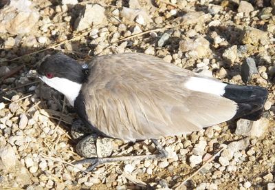 Spur Winged Plover or Lapwing on nest